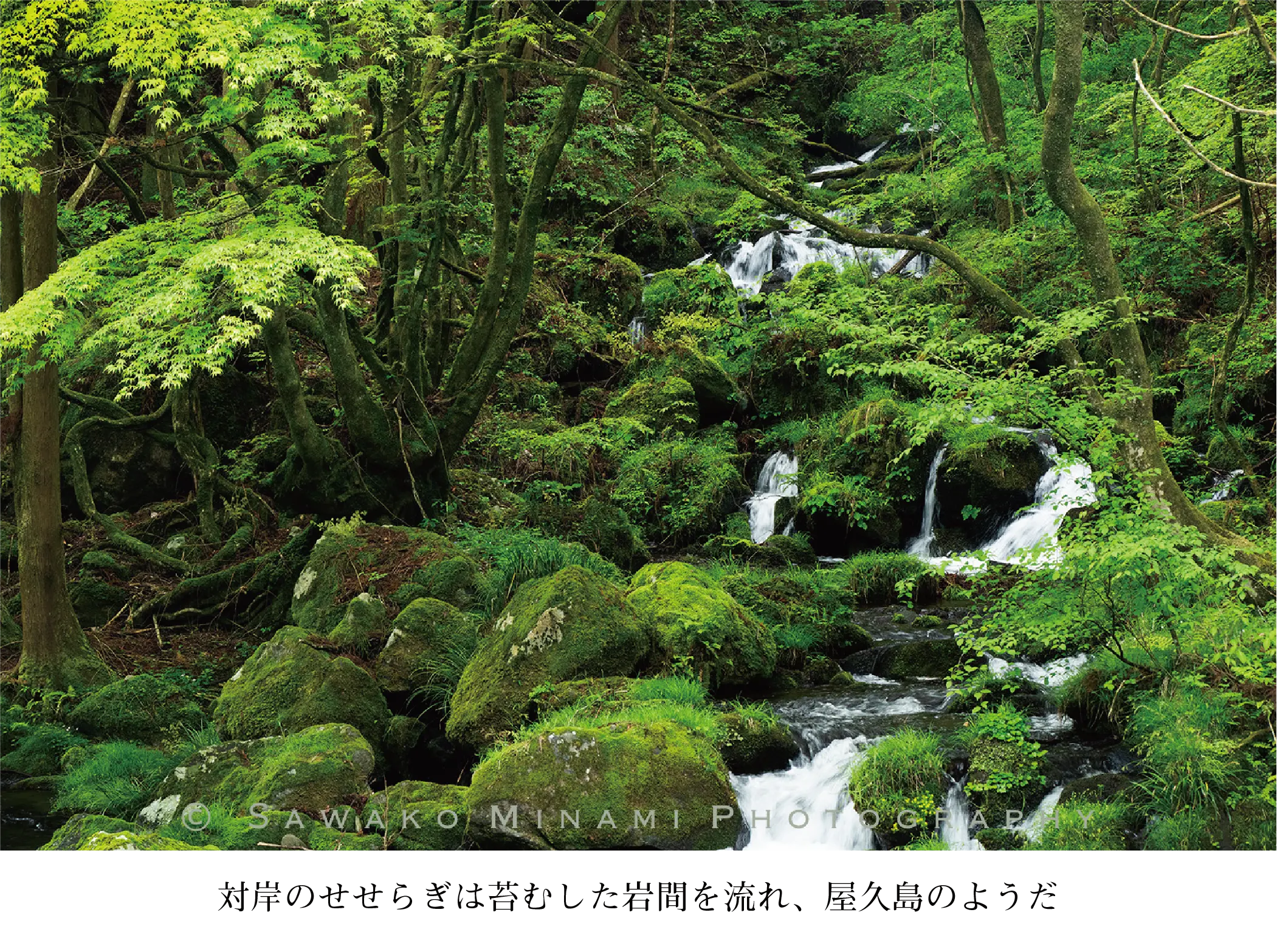 対岸のせせらぎは苔むした岩間を流れ、屋久島のようだ